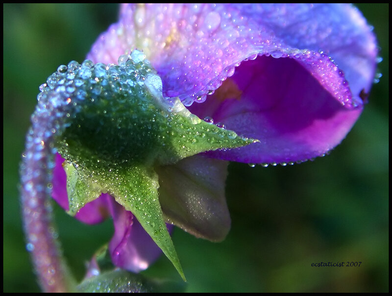 Purple Flower with Dew — Serene, Morning, Photograph, Dew Drops