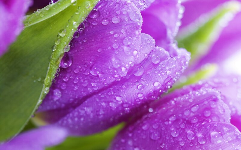 Purple Flower with Dew — Serene, Morning, Photograph, Leaf, Petal