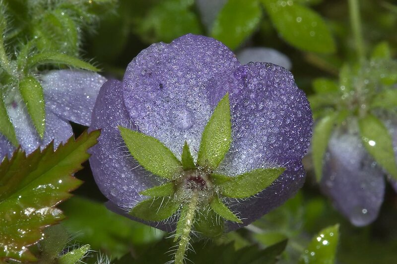 Purple Flower with Dew — Serene, Morning