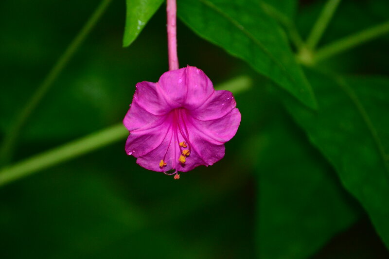 Purple Flower with Dew — Serene, Night