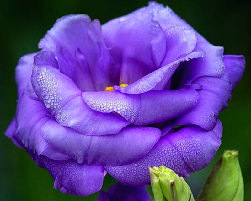 Purple Flower with Dew — Serene, Photograph, Dew Drops, Green Buds
