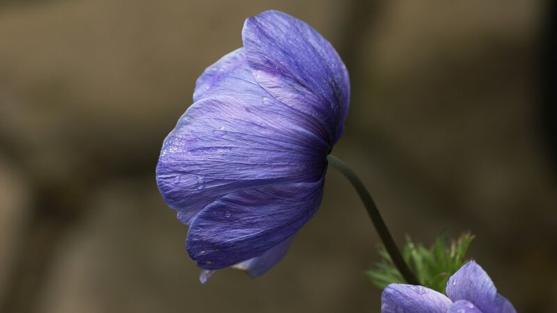 Purple Flower with Dew — Serene, Photograph, Dew Drops, Stem