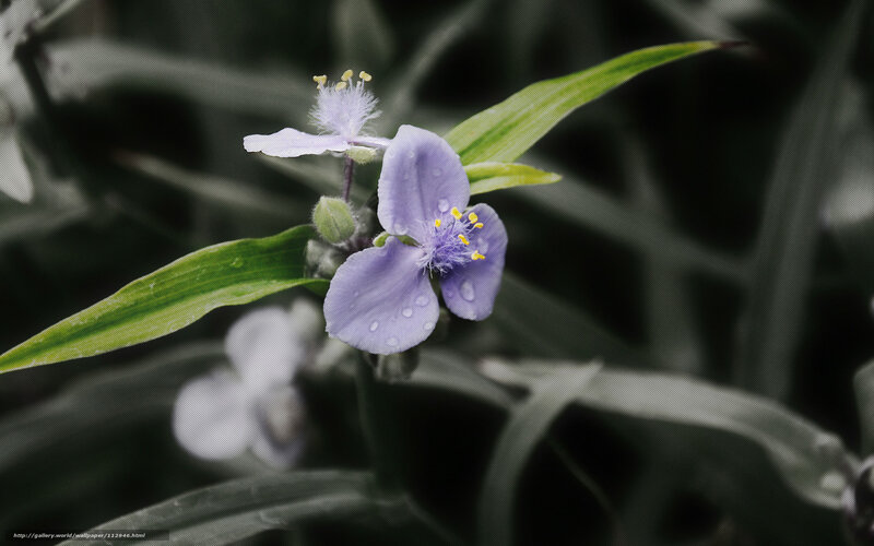 Purple Flower with Dew — Serene, Photograph, Leaf