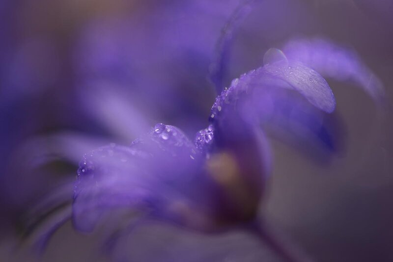 Purple Flower with Dew — Serene, Photograph, Petals