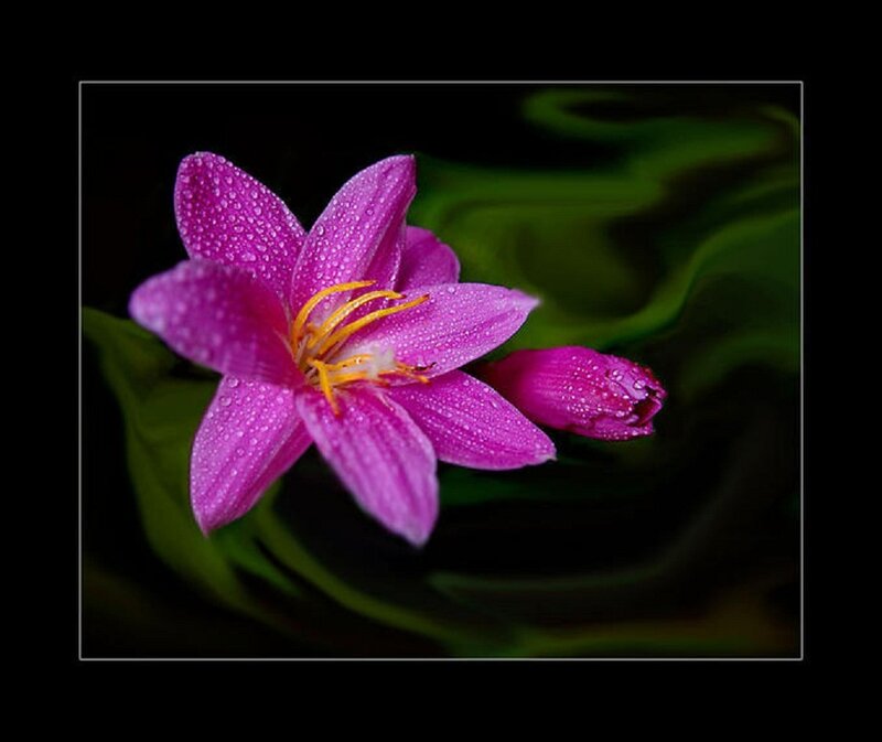 Purple Flower with Dew — Serene, Photograph