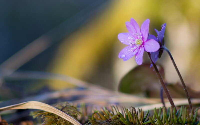 Purple Flower with Dew — Serene, Spring