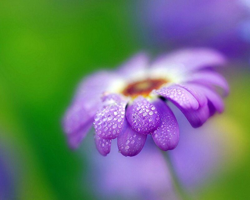 Purple Flower with Dew — Serene
