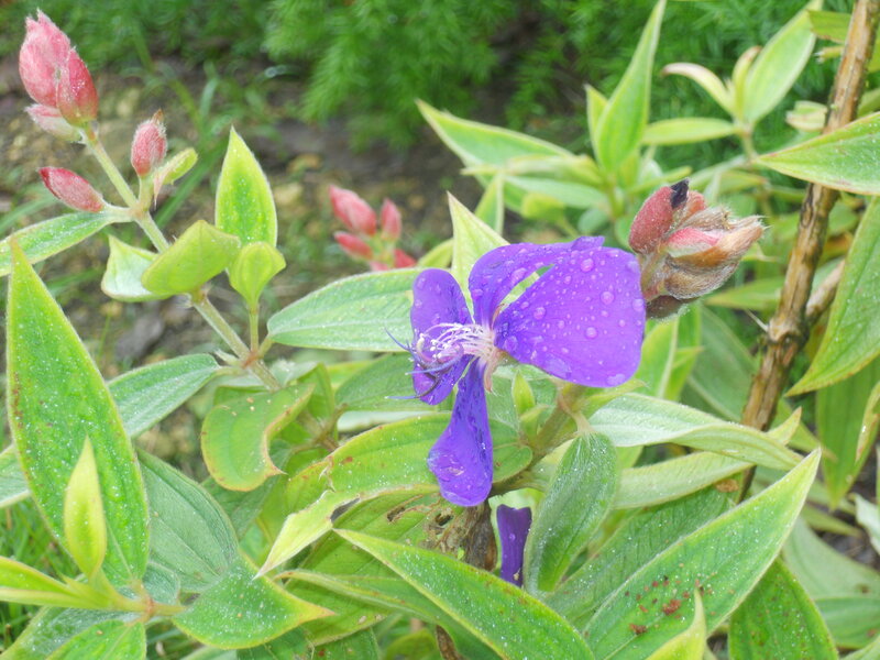 Purple Flower with Dew