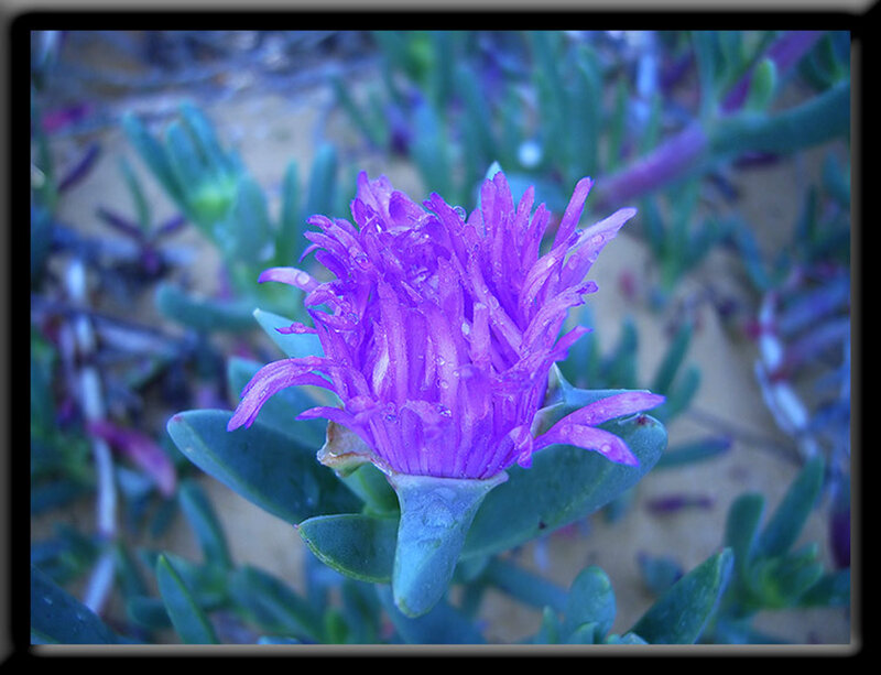 purple flower with dewdrops
