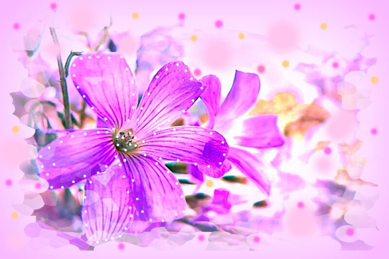 Purple Flower with Dots