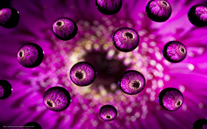Purple Flower with Droplets