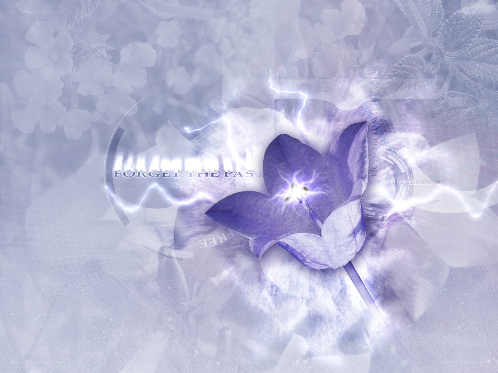 purple flower with electric energy