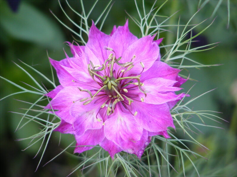 purple flower with feathery leaves