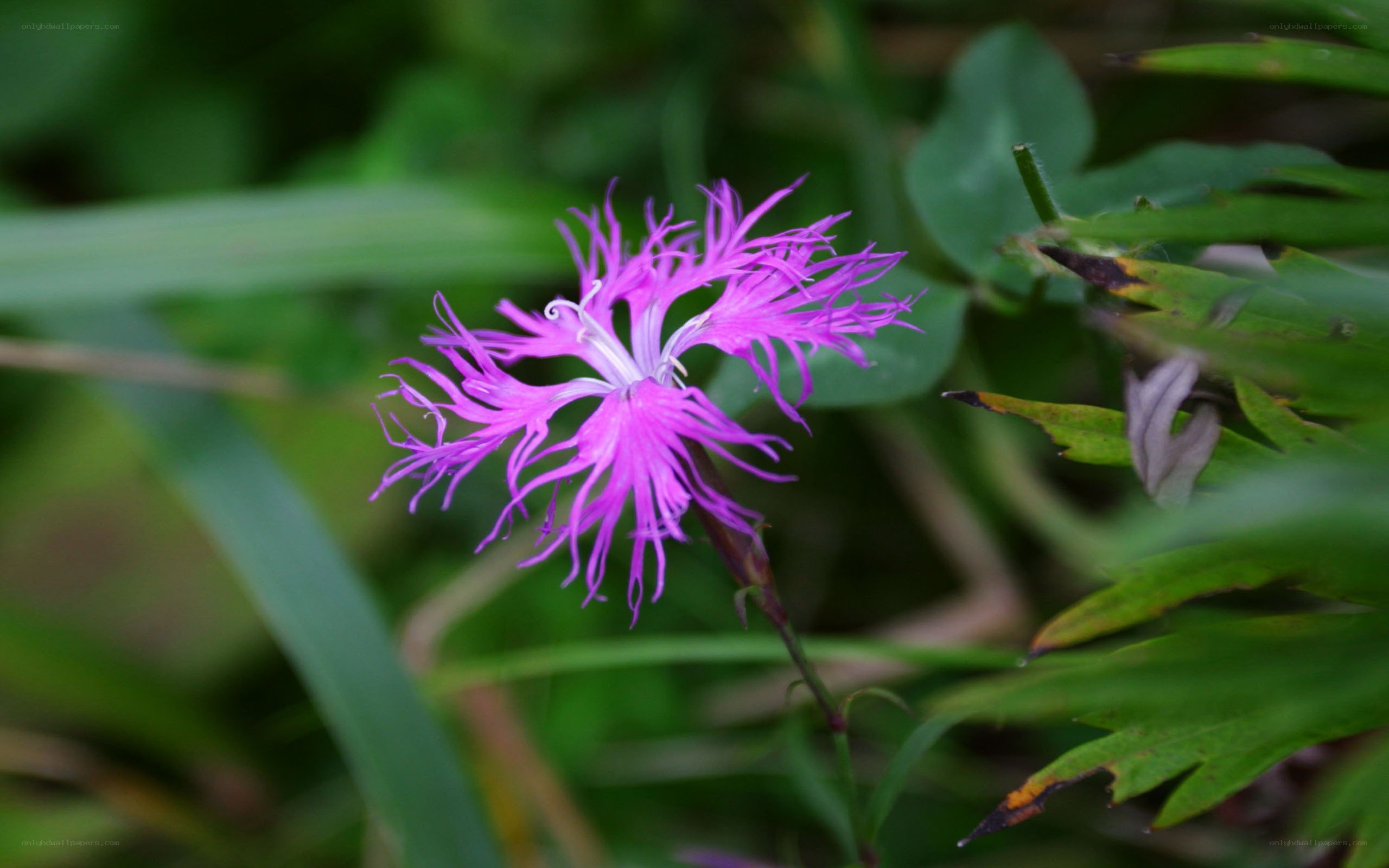 purple flower with feathery petals