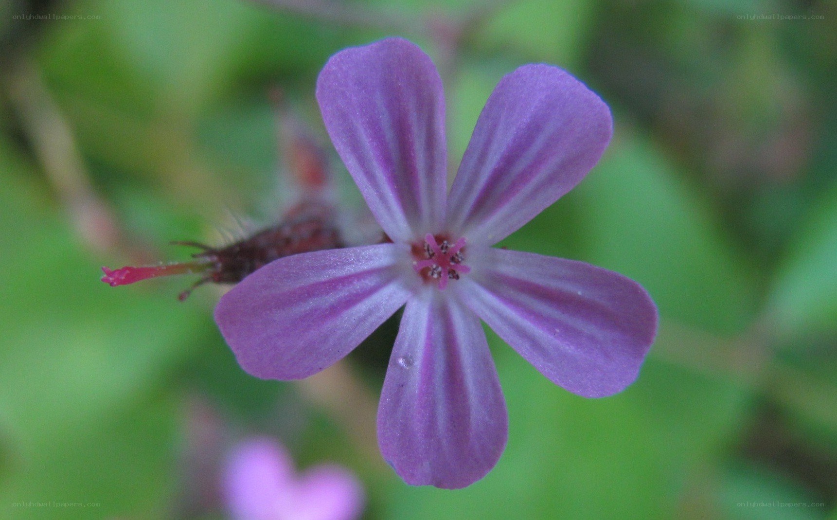 purple flower with five petals