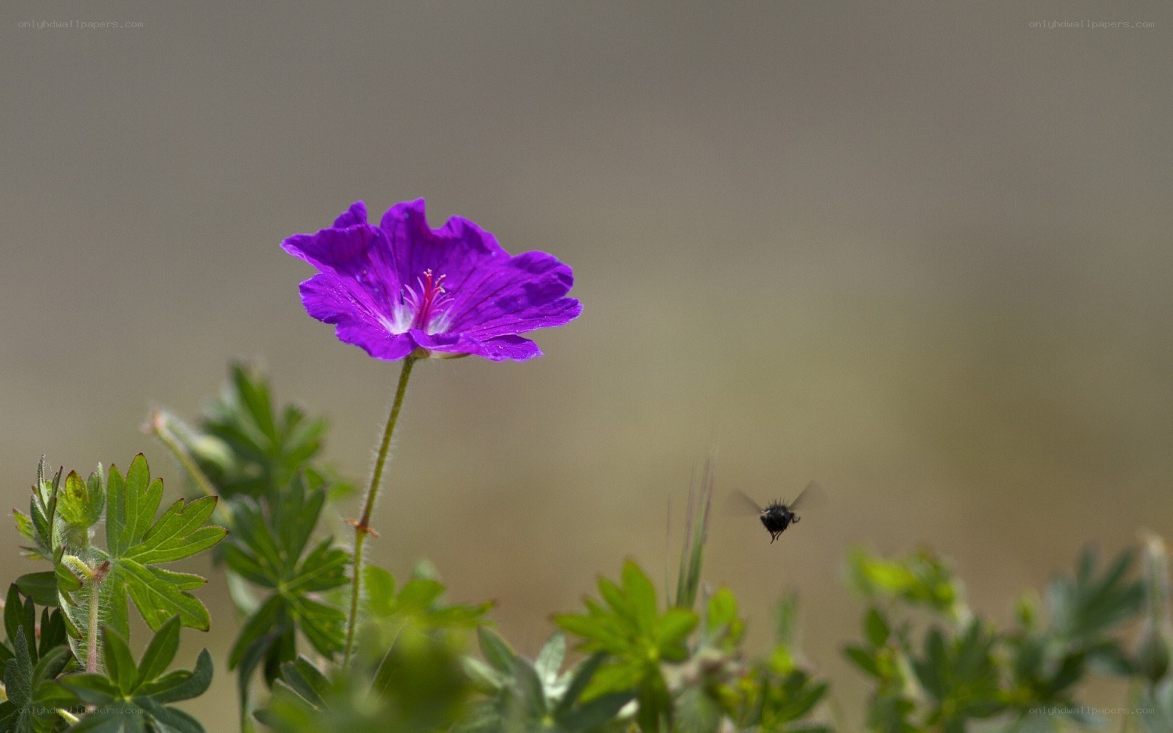 purple flower with flying insect