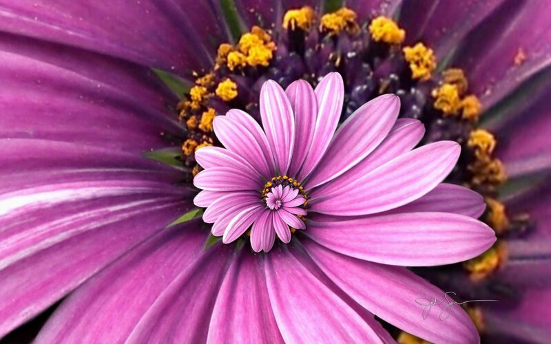 Purple flower with fractal center