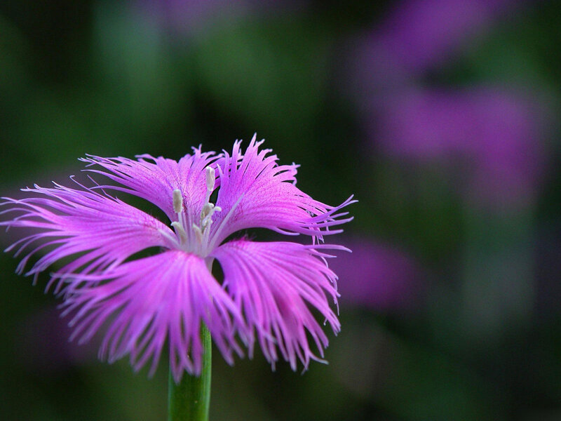 Purple Flower with Fringed Petals