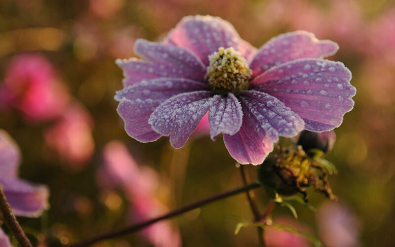 Purple Flower with Frost — Serene
