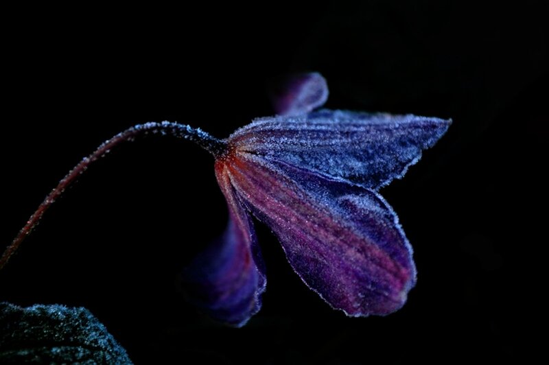 Purple Flower with Frost