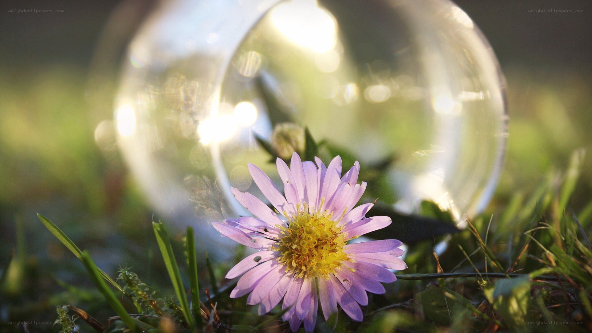 Purple flower with glass sphere