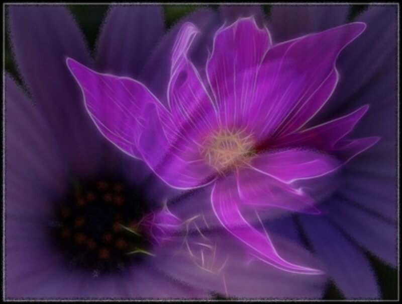 Purple Flower with Glowing Effect