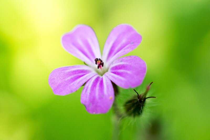 Purple Flower with Green Background — Serene