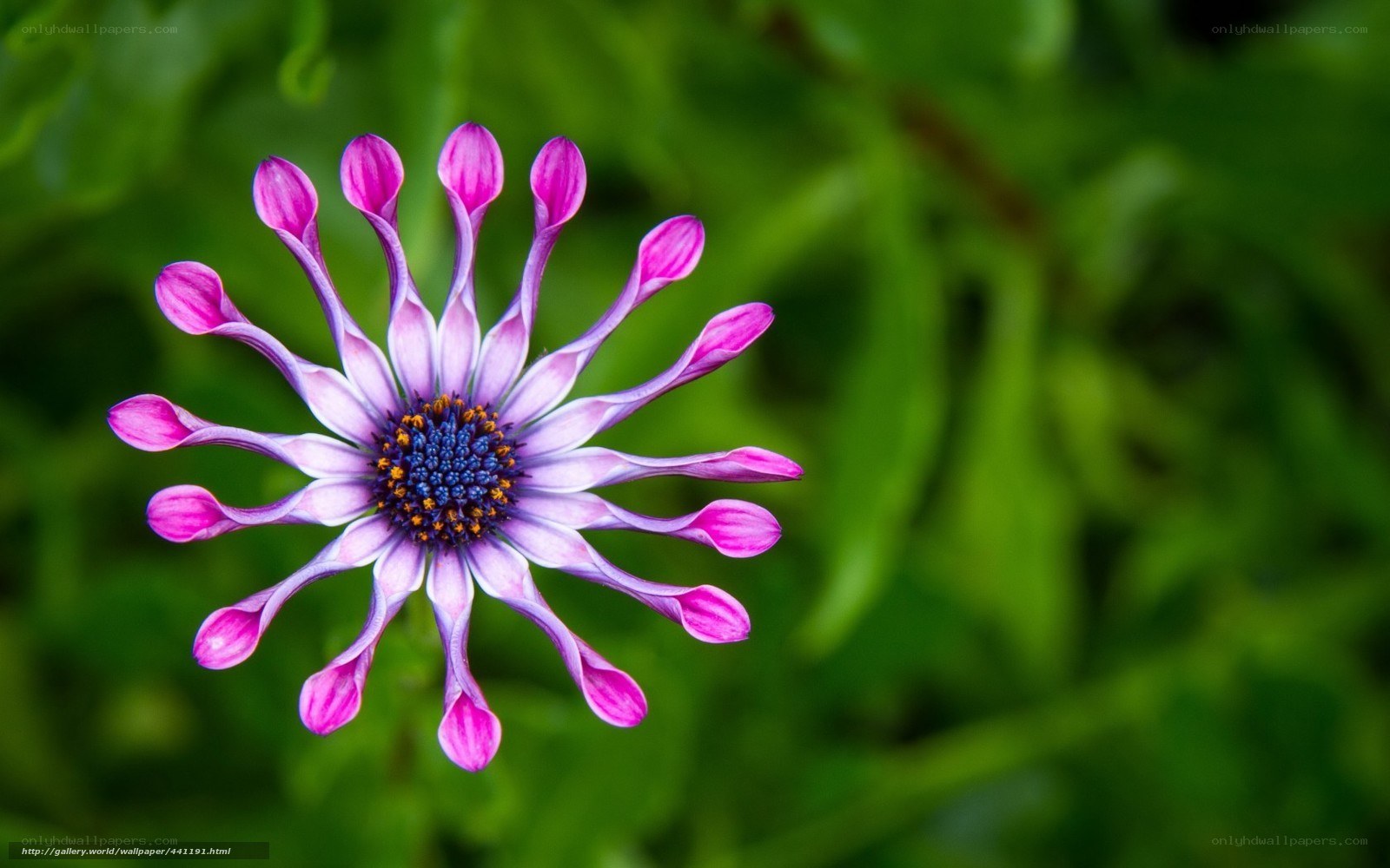 Purple flower with green background