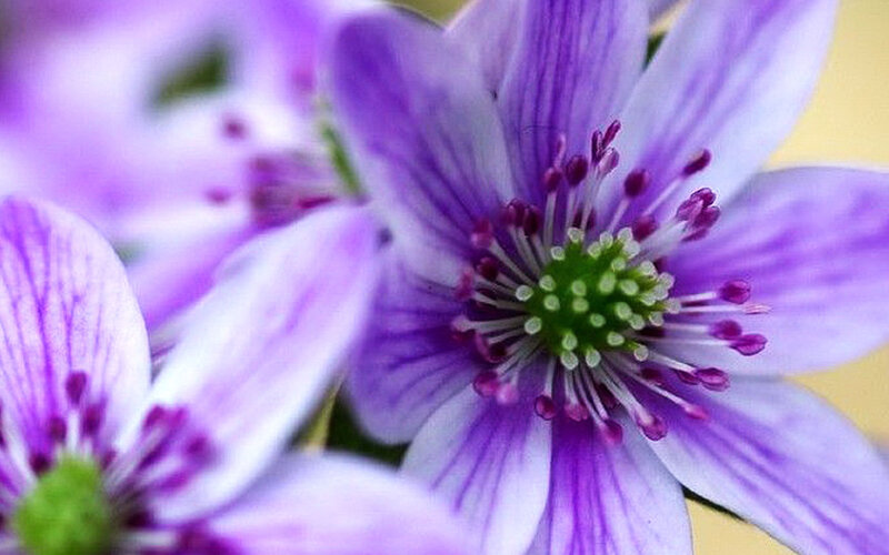 Purple Flower with Green Center — Calm