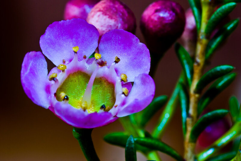 Purple Flower with Green Center — Dramatic