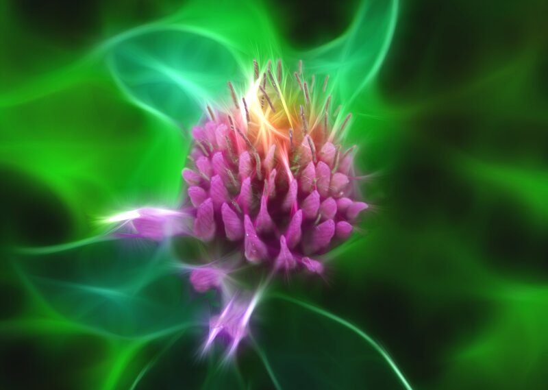 Purple Flower with Green Energy