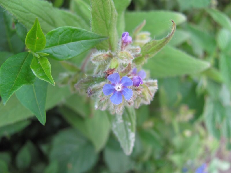 purple flower with green leaves
