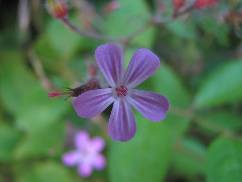 purple flower with green leaves