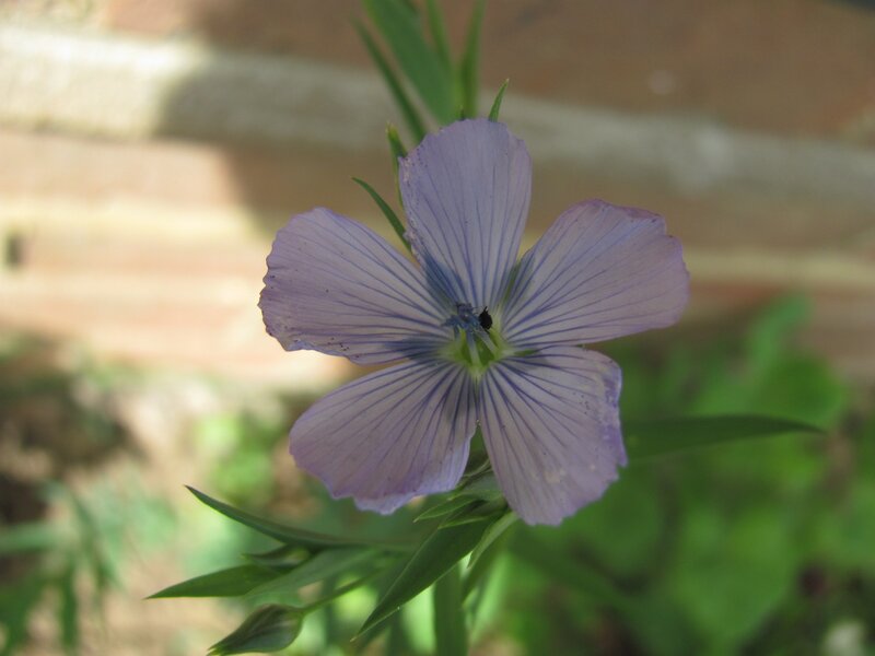 purple flower with green leaves