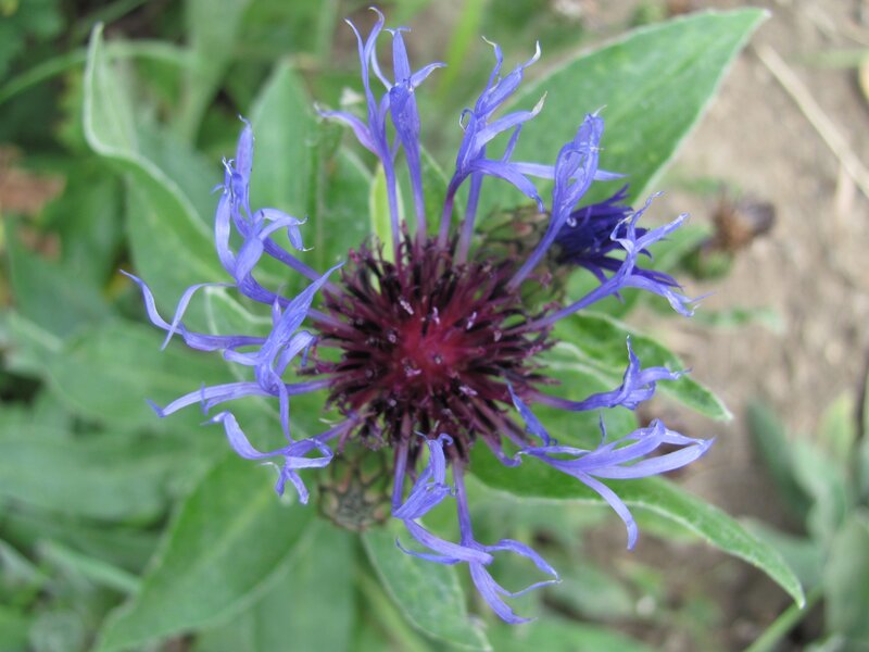 purple flower with green leaves