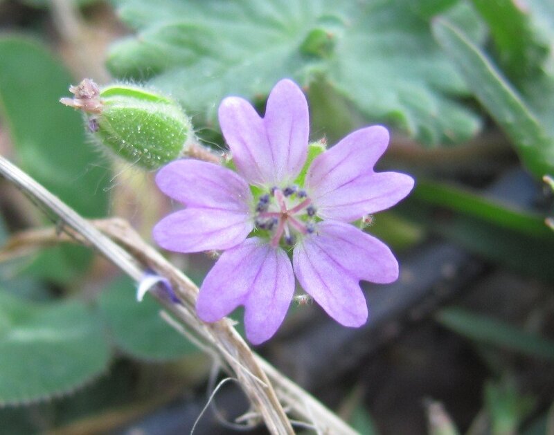 purple flower with green leaves