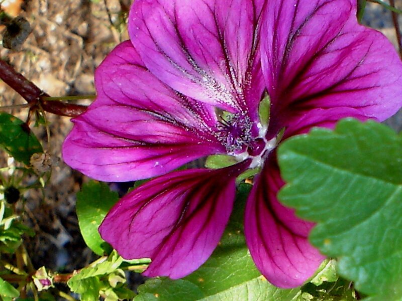 purple flower with green leaves