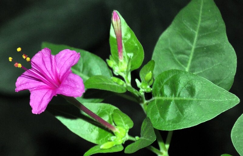purple flower with green leaves