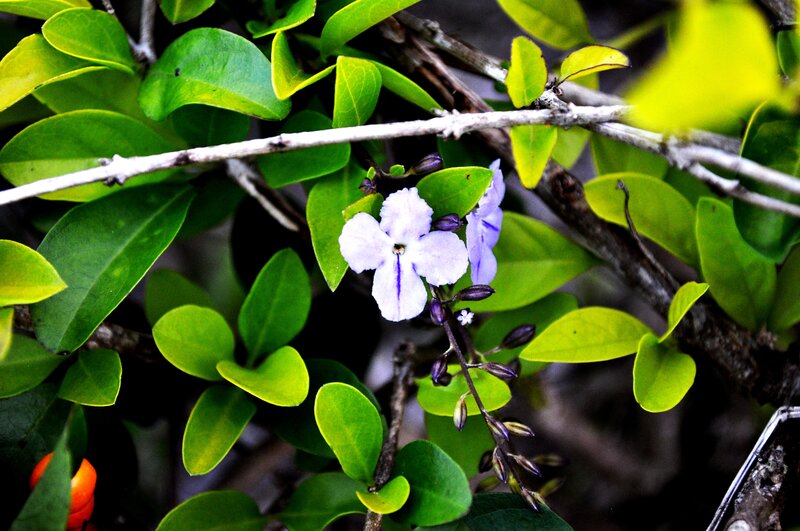 purple flower with green leaves