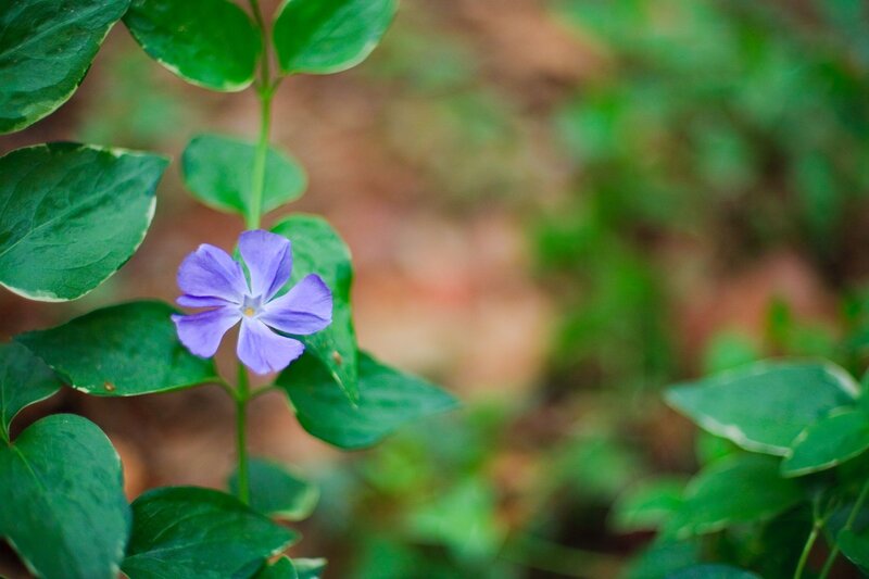 purple flower with green leaves