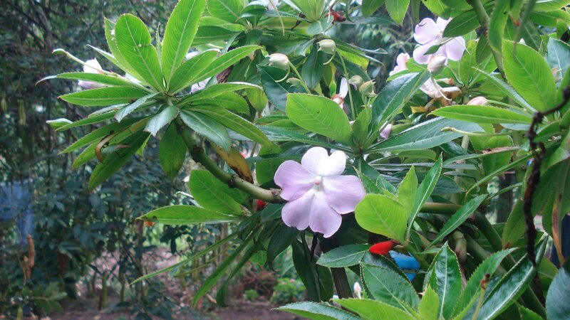 purple flower with green leaves