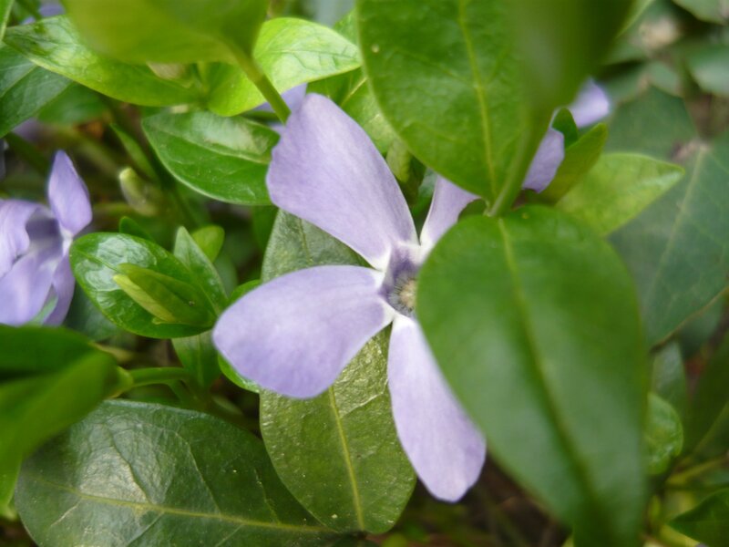 purple flower with green leaves