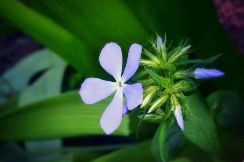 purple flower with green leaves