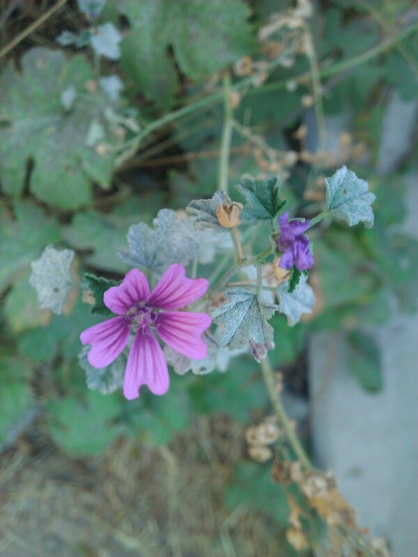 purple flower with green leaves