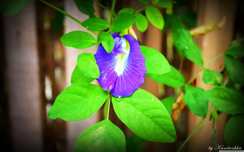 purple flower with green leaves