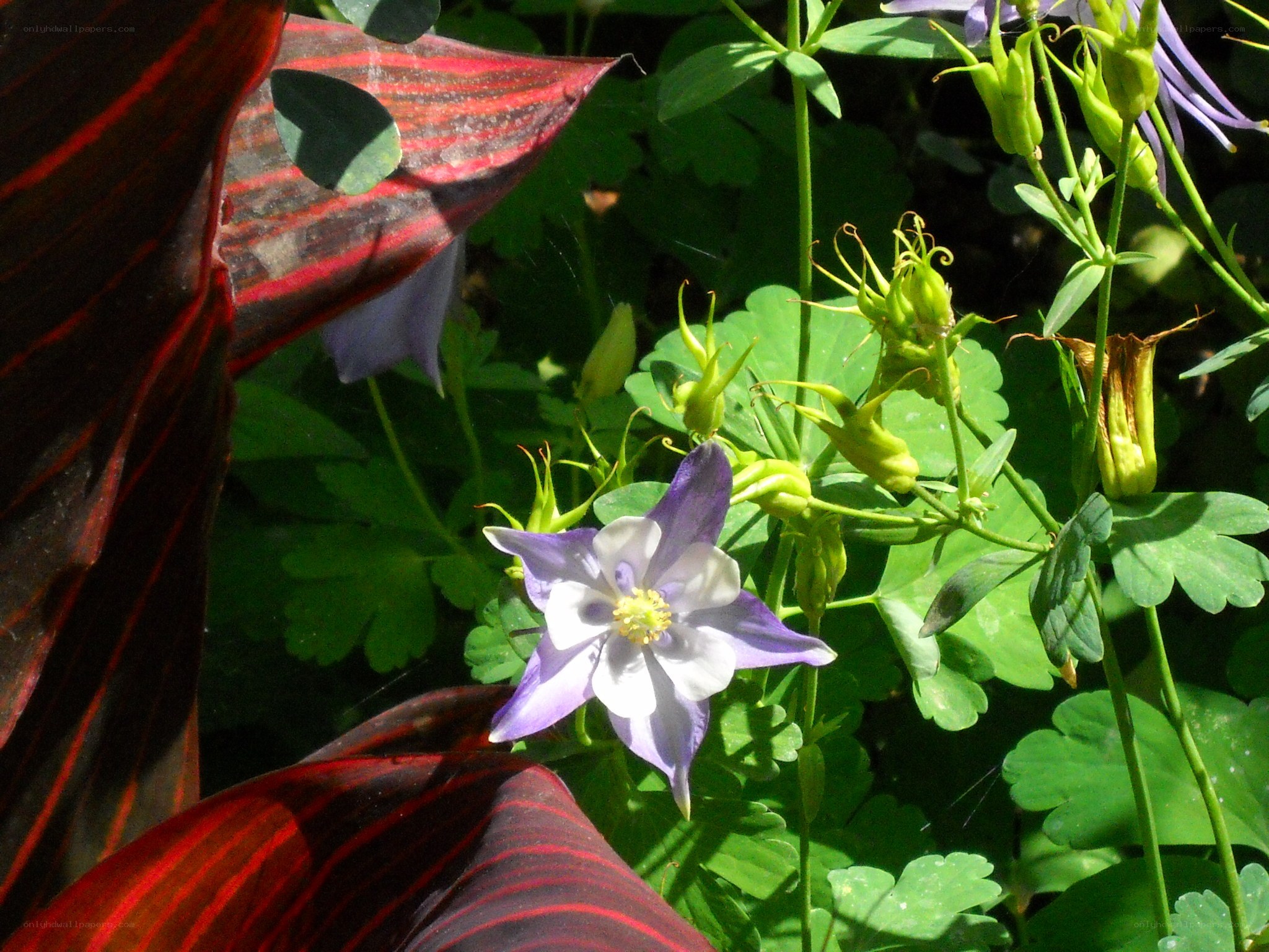 purple flower with green leaves