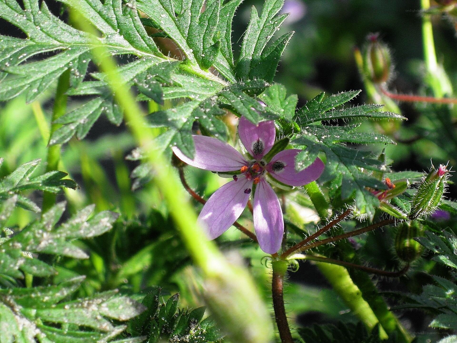 purple flower with green leaves