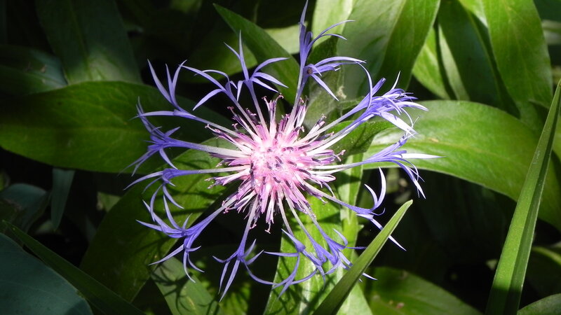 purple flower with green leaves