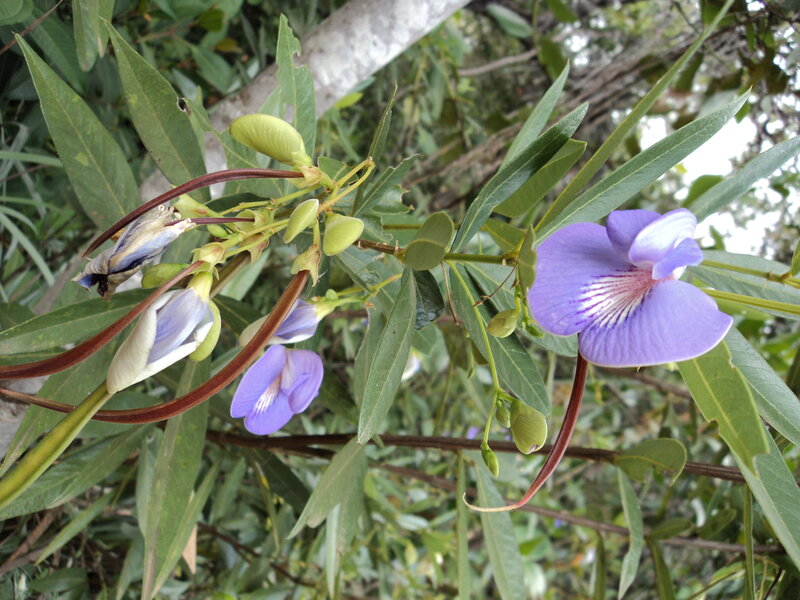 purple flower with green leaves
