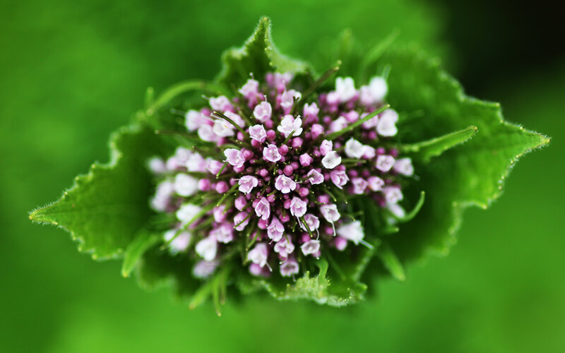 purple flower with green leaves